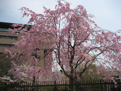 花見桜